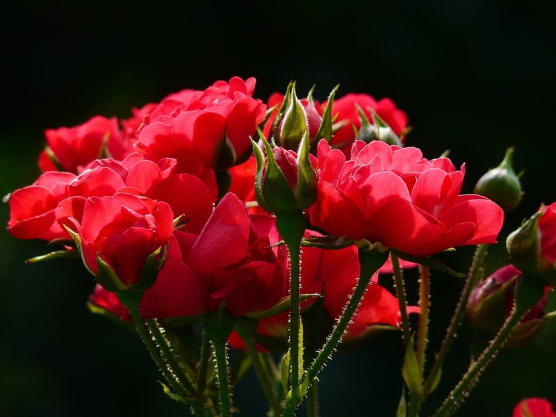 Flowering Plants