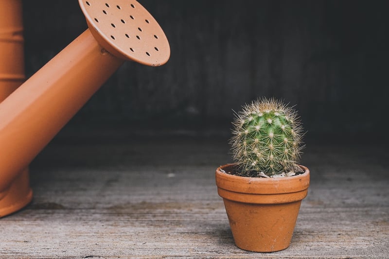 Succulent Wall Art